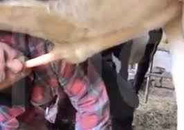 Sheep anally drilled a perverted zoophile jpg x Guy fucks sheep