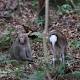 Oh deer: monkey caught in flagrante delict-doe 