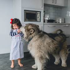 siberian mouses boy and girls|Young girl and Siberian Tiger cub - Tabby Cat Studios - Drawings &  Illustration, Animals, Birds, & Fish, Wild Cats, Tigers - ArtPal