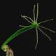 Here's how the hydra rips its own body open to eat a meal 