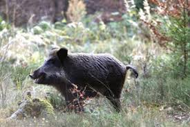 Mir hebe incest-rip 19