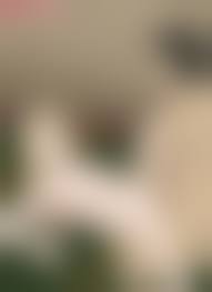 ZoHex   hentai|Sol Marron (Chevalier-Mage) - Black Clover hentai