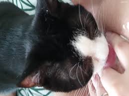 Cat licking pussy hentai jpg x Cat licking pussy