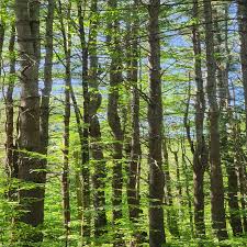 forest nudist|Amazon.com: Will Forest: books, biography, latest update