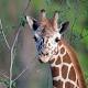 New research on giraffe biology, dwindling population size gives zoos a tall order - Omaha World