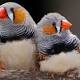 Birds too fall in love like humans 