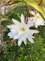 エロ漫画 中村葛湯 彼女のせつな| from Pixiv Fanbox | Kemono