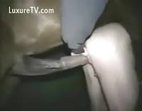 Search kinky results on katitube for stallion horse fucks a man very hard gaybeast com siterip page jpg x Man fucked by horse