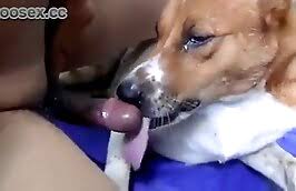 Beastiality guy fucks jpg x Man fucks male dog