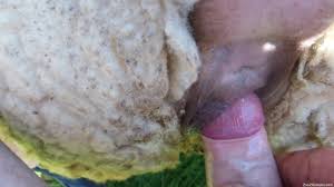 Sheep zoo sex jpg x Guy fucks sheep
