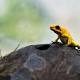 New golden frog species discovered in high Andes 