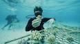 El fascinante mundo de los corales: Ingeniería submarina ile ilgili video