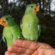 Swift parrot: Tasmania's logging agenda under pressure as bird ruled 'critically endangered' 