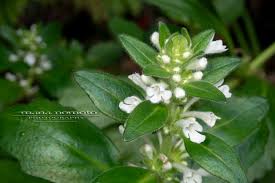 imouto.tv naked $|DMM TVで配信中の『グラビア』カテゴリ作品一覧 リンク付き番組表（2024年3月06日更新） | uzurea.net