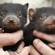 Tasmanian devil joeys are not just cute, their birth is vital to ensuring the survival of the species 