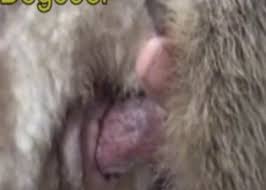 Farm animal sex jpg x Farm animal sex
