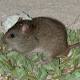 This Australian Rodent Is The First Mammal To Go Extinct Due To Human-Caused Climate Change 