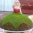 Image result for u202bبذر منداب چيستu202c