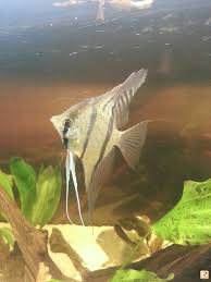 s4.postimg.org Pimpandhost imagesize:768x1024|Debolestis Shapeways shop - Page 5 - PC Hardware and Related Software - ED  Forums