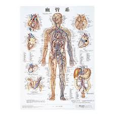 人体解剖|人体解剖模型 M-100型 | 京都科学