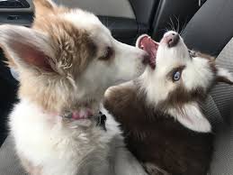 siberian mouses  fuck|NEW DISC REVIEW + INTERVIEW 【FRIKO : WHERE WE'VE BEEN, WHERE WE GO FROM  HERE】FUJI ROCK 24!! - Marunouchi Muzik Magazine