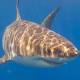 Rare Great White Shark Nursery Found Off Western Australia 