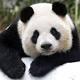 How did China save the giant panda? 