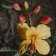 Facebook identifies one of 2030 new plants found in 2015 