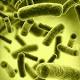 Certain gut bacteria can influence the immune system to reduce severity of stroke - News