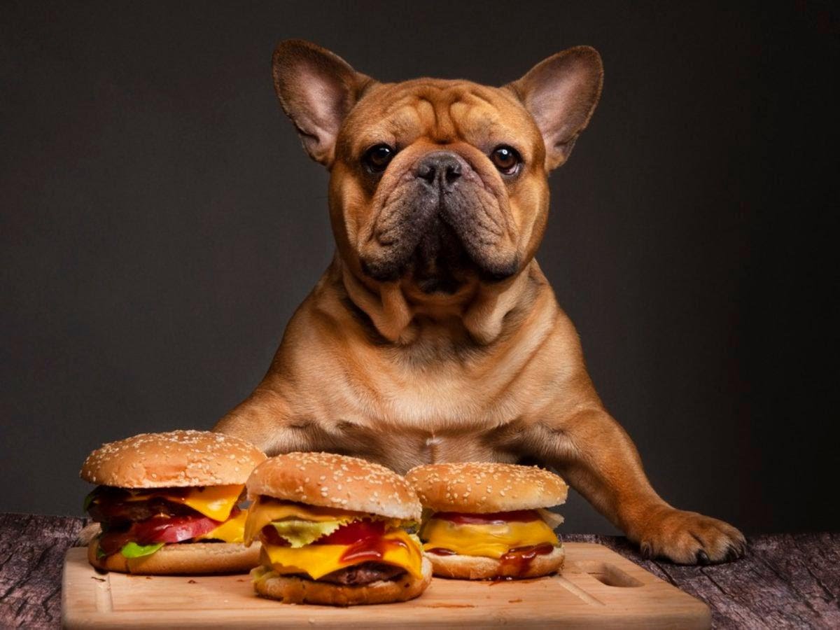 Fuzzies Burgers by null