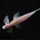 This weird little fish can walk up waterfalls 