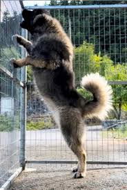 chan Mir hebe garl pussy 019