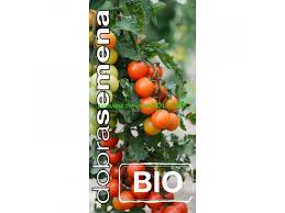 Rajce|Semena rajčete – Rajče Radana – Solanum lycopersicum