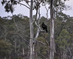 straight shota roadkill|✨Bastidores da arte do meu quadrinho de basquete✨ Link pra leitura na bio!  #quadrinho #comic #mangaka #digitalart #art #drawing #pratice #artista  #artistoninstagram #nacional #oc #basketball #sliceoflife #revgame #escola  #artreels #explore ...