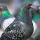 New research shows pigeons can be taught to read - kind of 
