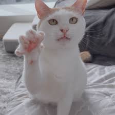 tokyohot 921| #เบ็คแมน