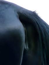 Brown stallion fucking a white mare hot pussy jpg x Mare fucking