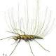 Insect Camouflage Behavior Dates Back To The Cretaceous 