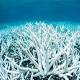 Great Barrier Reef will never be as pristine as it once was: scientists 