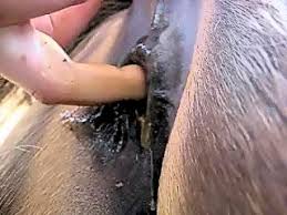 I have a beautiful girlfriend but i like to get fucked horses jpg x Man fucked by horse