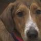 Vets urging pet owners to take caution as canine flu appears in NC - WAVY