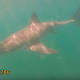 Truro Beaches Reopen After Being Closed Due to Shark Sightings 
