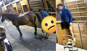 Horse fuck jpg x Horse fuck