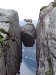 I bet the sheep is thinking this...