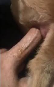 Dog fucks the guy in a crazy way luxuretv jpg x Guy fuck dog