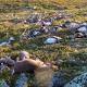 Lightning Strike Kills More Than 300 Reindeer in Norway 