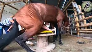Animal live sex porn horny slutty girls fucking hard horse cock jpg x Women fucking horses