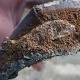 New duck-billed dinosaur uncovered in Alaska, researchers say 