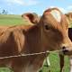 Supermarkets to be stocked with Sunshine Coast milk 