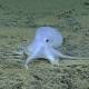Deep-sea octopus called new species - Honolulu Star